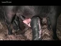 Pet Porn Tube - Farm worker handling horse penis